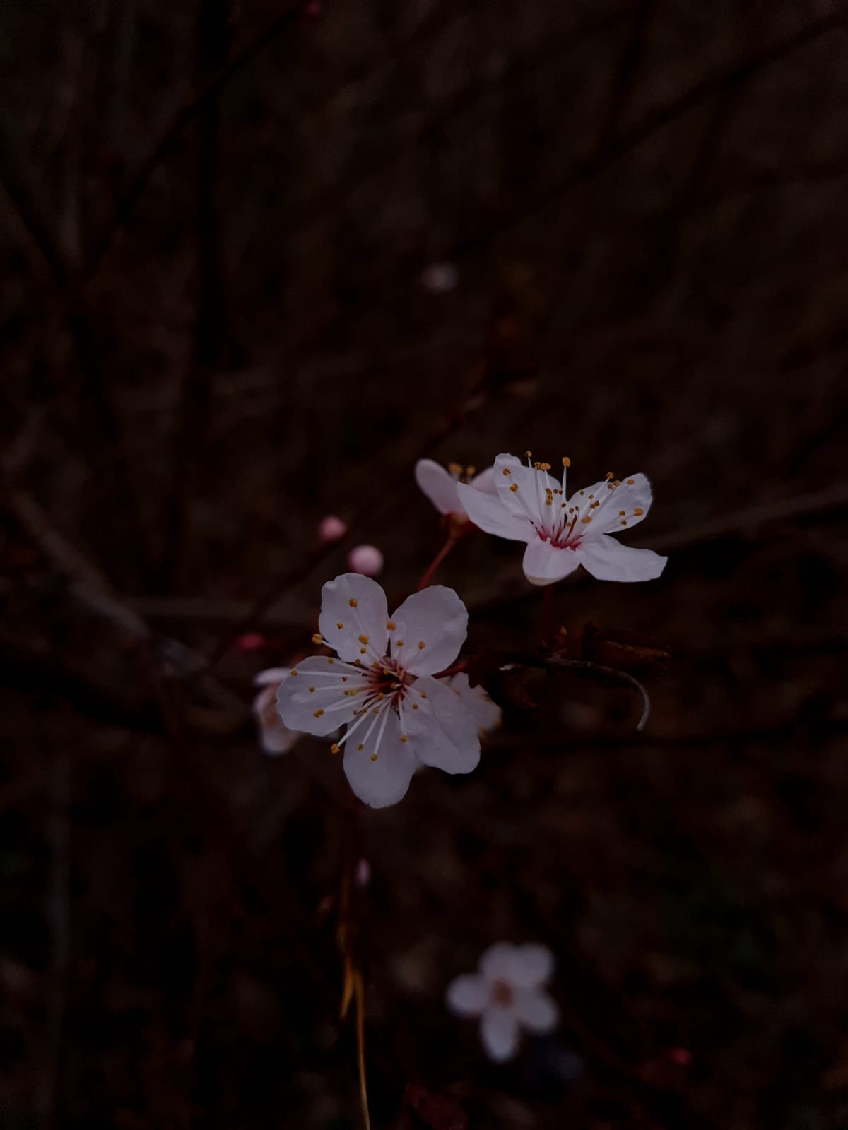 Alone at Night