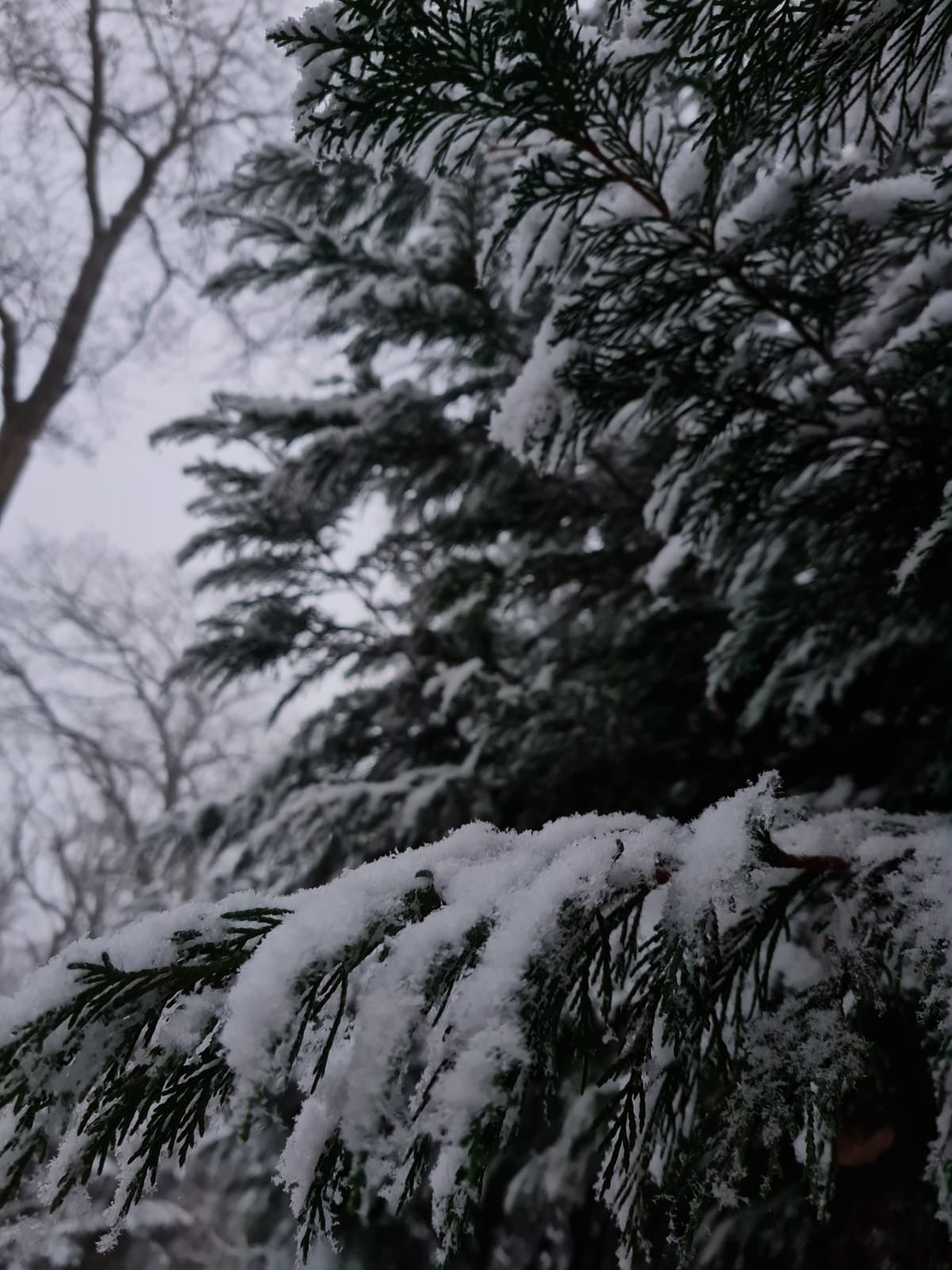 Snow of Reunion